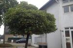 Einfamilienhaus Bocholt Feldmark - 310.000&euro; | Angebot:26480359
