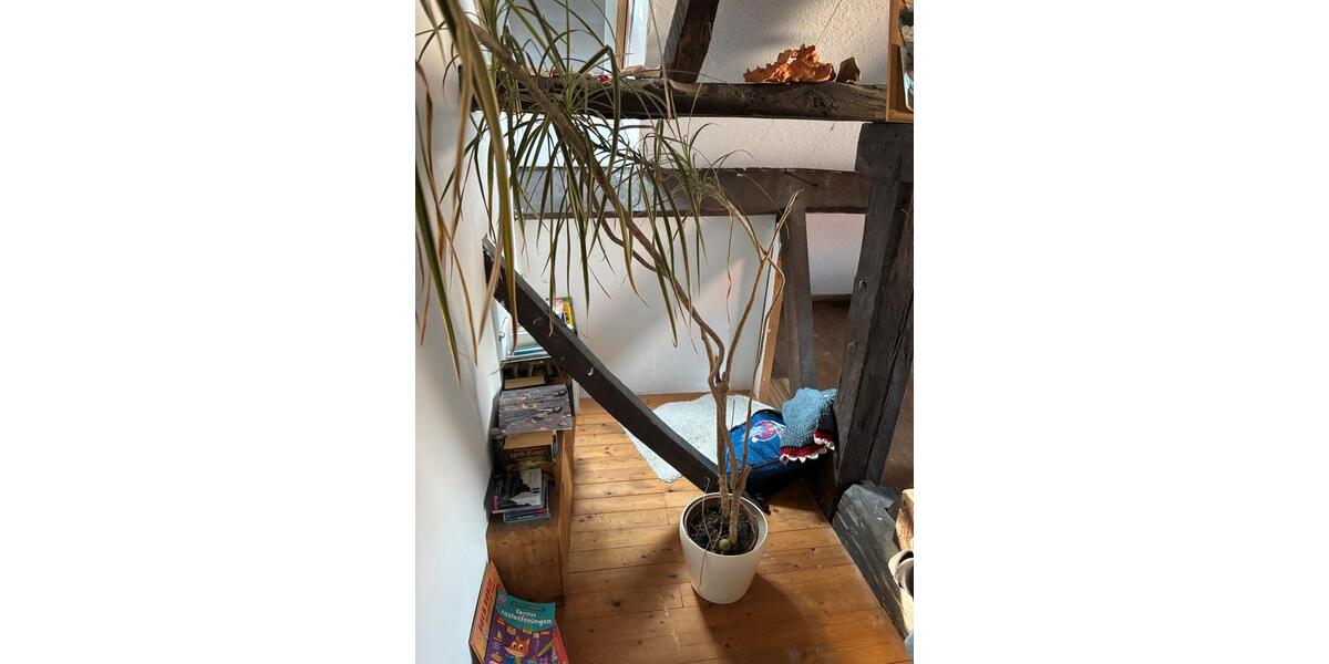 Einfamilienhaus Emmerich am Rhein - 6 Zimmer, 130 m&sup2;, 220.000&euro; | Angebot:25721390